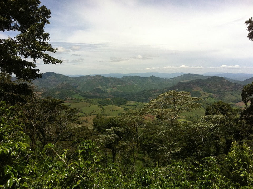 coffee-plantation-nicaragua