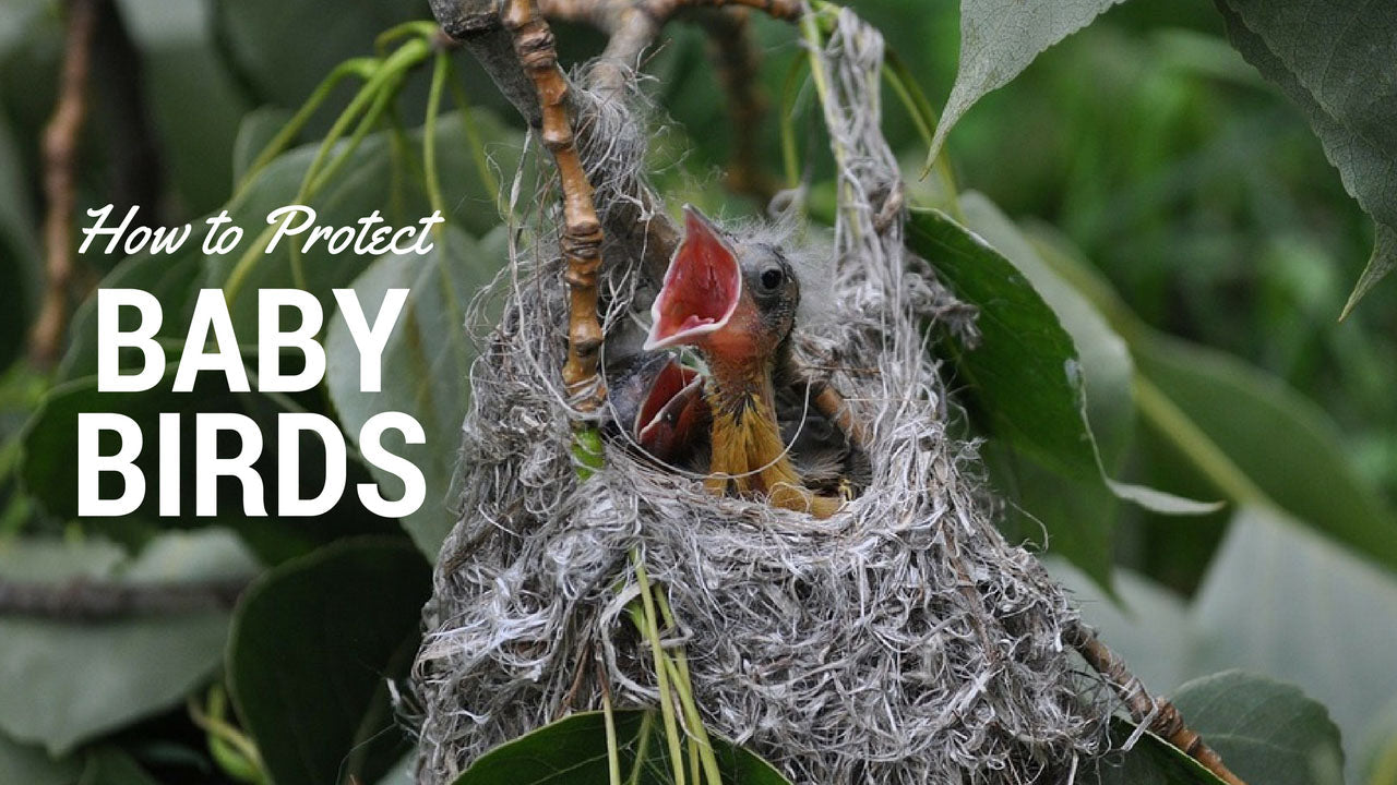 protecting-baby-birds