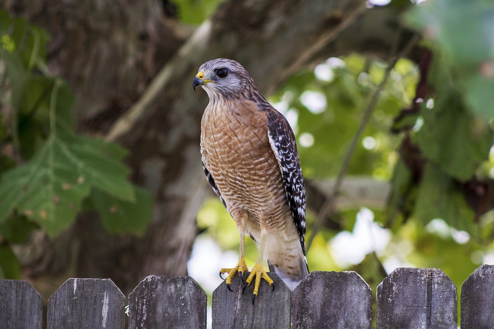 red-shouldered-hawk