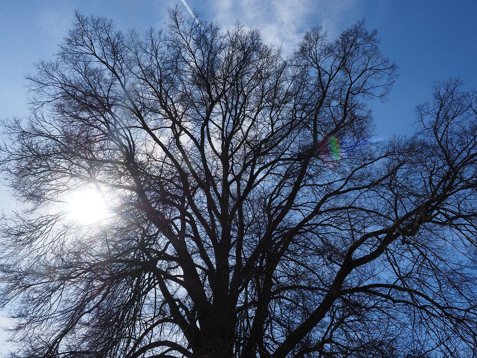 rock-elm-tree
