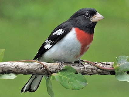 rose-breasted-grosbeak