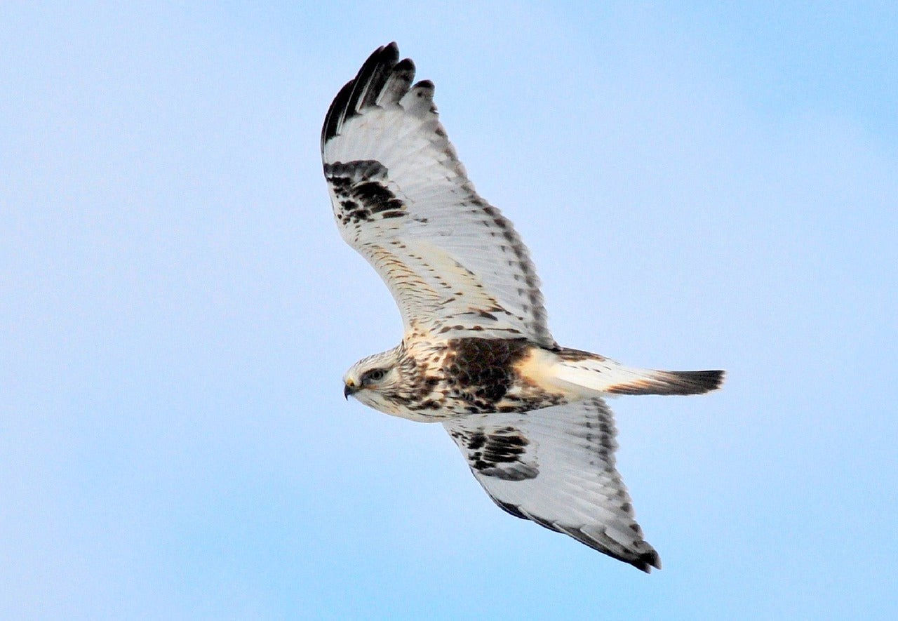 rough-legged-hawk