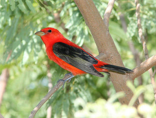  scarlet-tanager