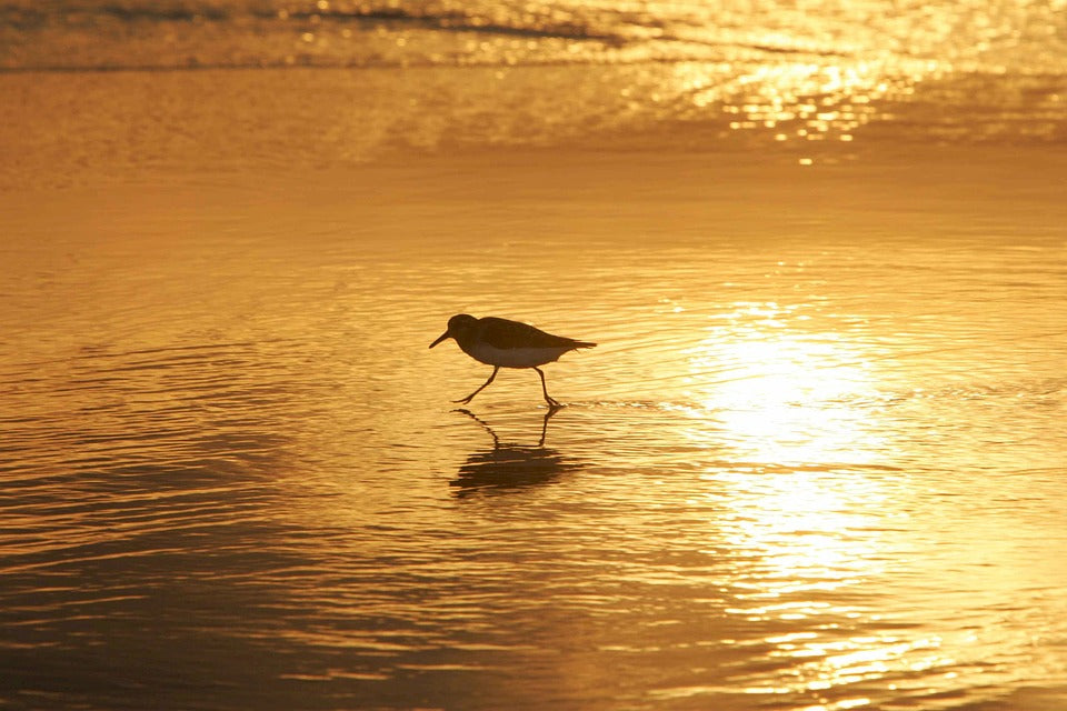 shorebird-on-beach