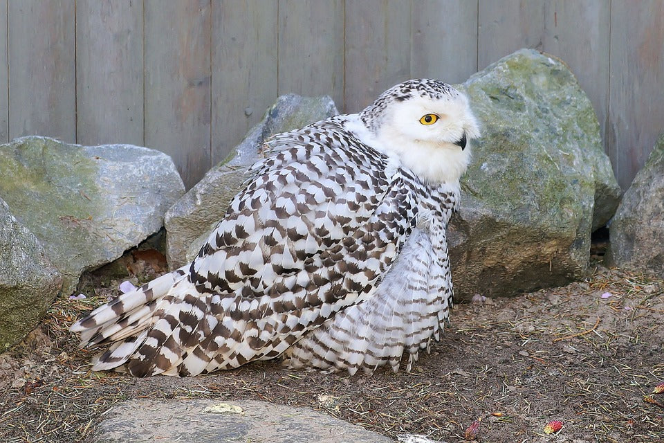 snowy-owl