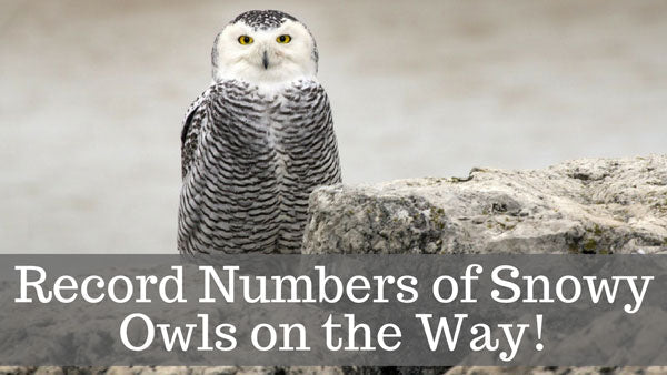 snowy-owl-forecast