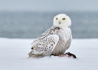  snowy-owl