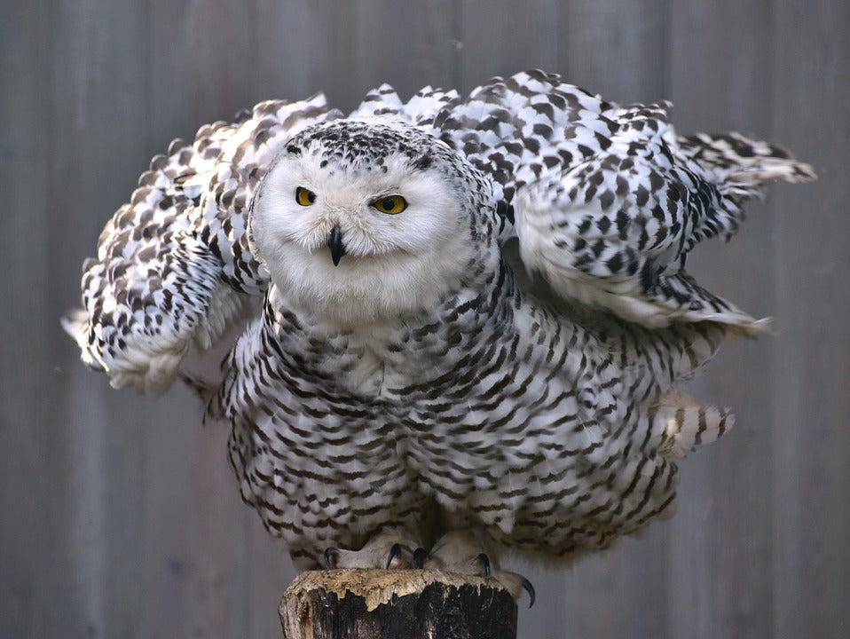 snowy-owl