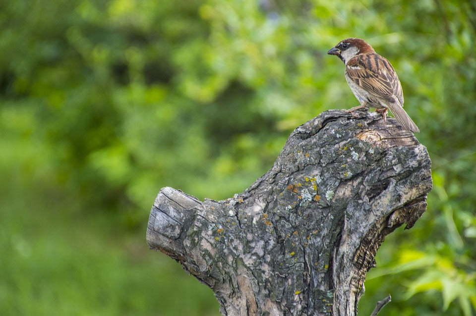 Sparrow on a tree stump