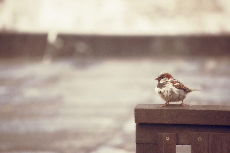 sparrow-in-thunder-storm