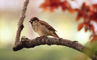  sparrow-on-tree-limb