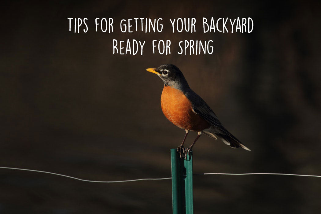 robin-perched-spring
