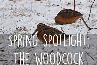  spring-spotlight-american-woodcock