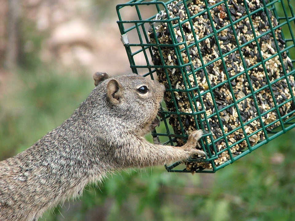 squirrel-eating-from-suet-feeder