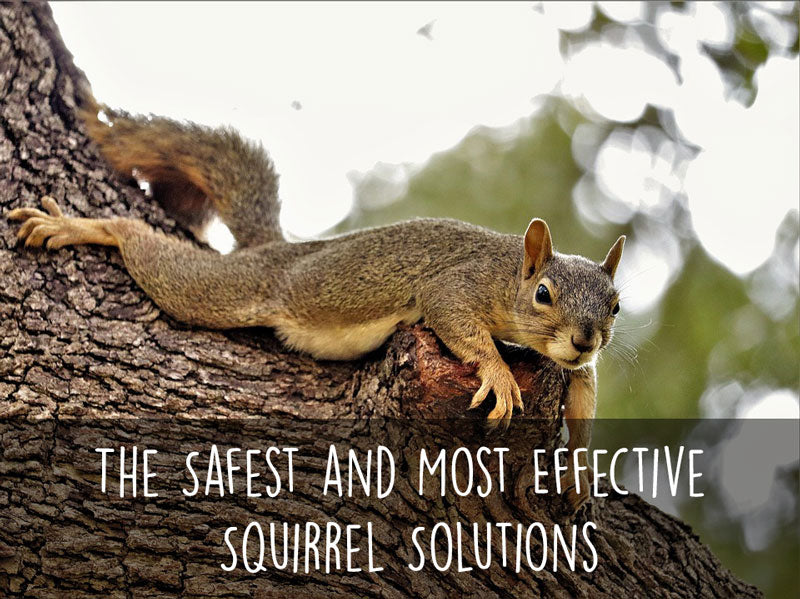 squirrel-resting-on-tree