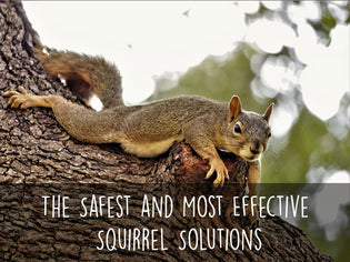  squirrel-resting-on-tree