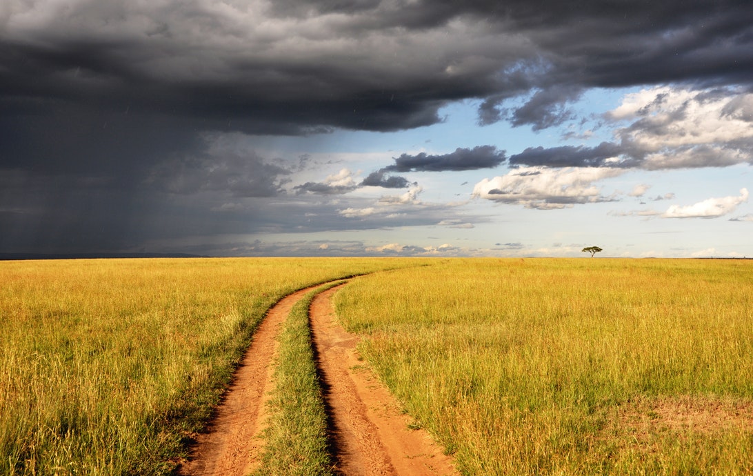 How Extreme Weather Affects Our Birds and What We Can Do About It