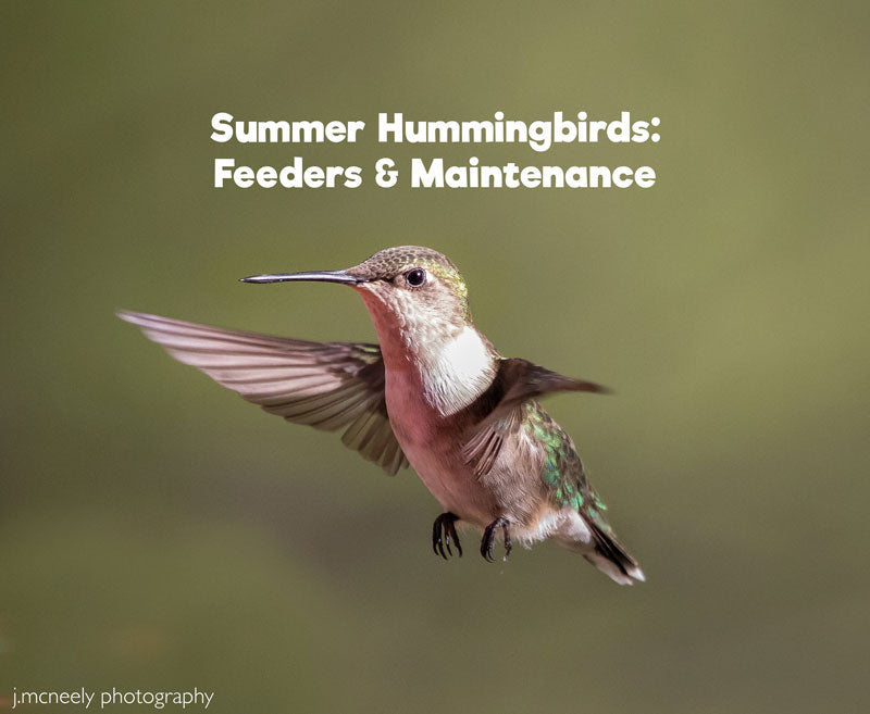 Summer Hummingbirds: Feeders & Maintenance