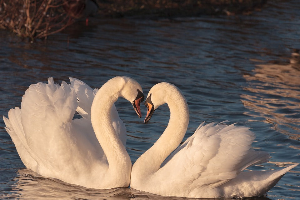 swans-during-spring-mating-season
