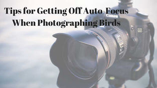  Birding Photography – 3 Tips for Getting off the Auto-Focus Mode on Your Camera