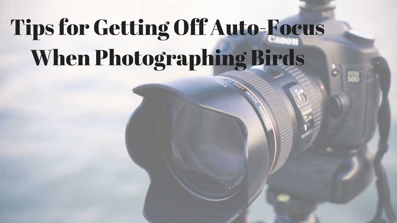 Birding Photography – 3 Tips for Getting off the Auto-Focus Mode on Your Camera