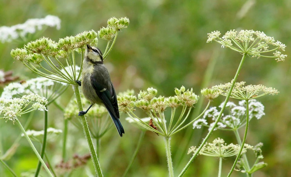 bird-caching-food