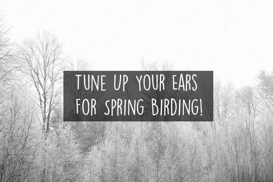 tune-up-your-ears-for-spring-birding