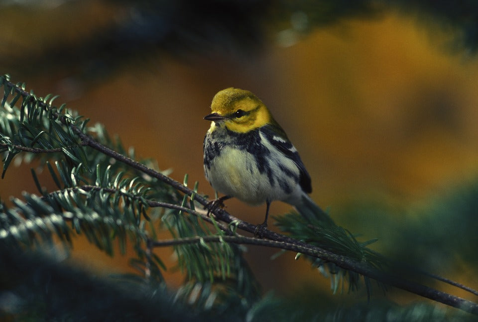 warbler