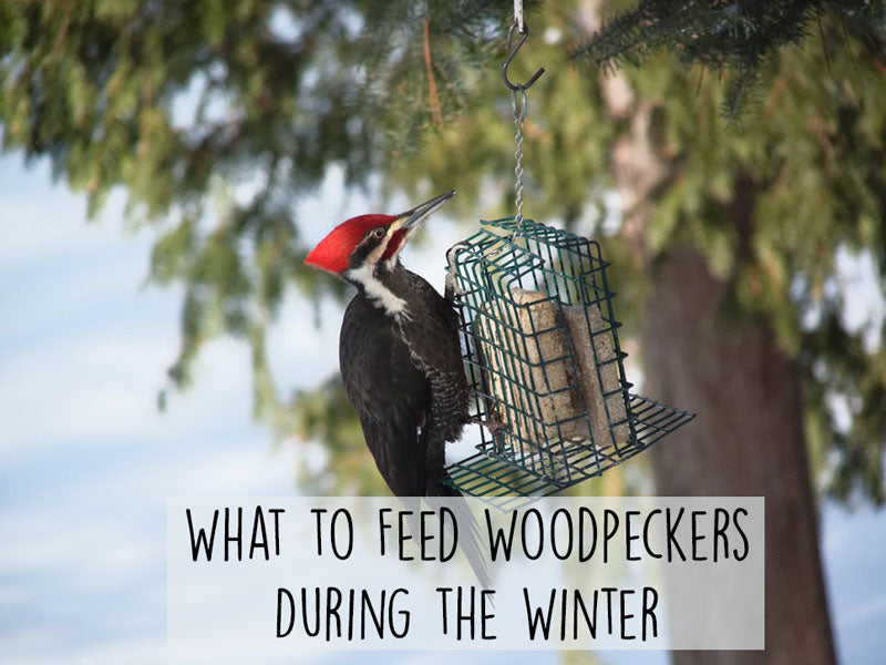 What to Feed Woodpeckers During the Winter – Gilligallou Bird