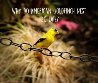  why-american-goldfinch-nest-late-in-the-year