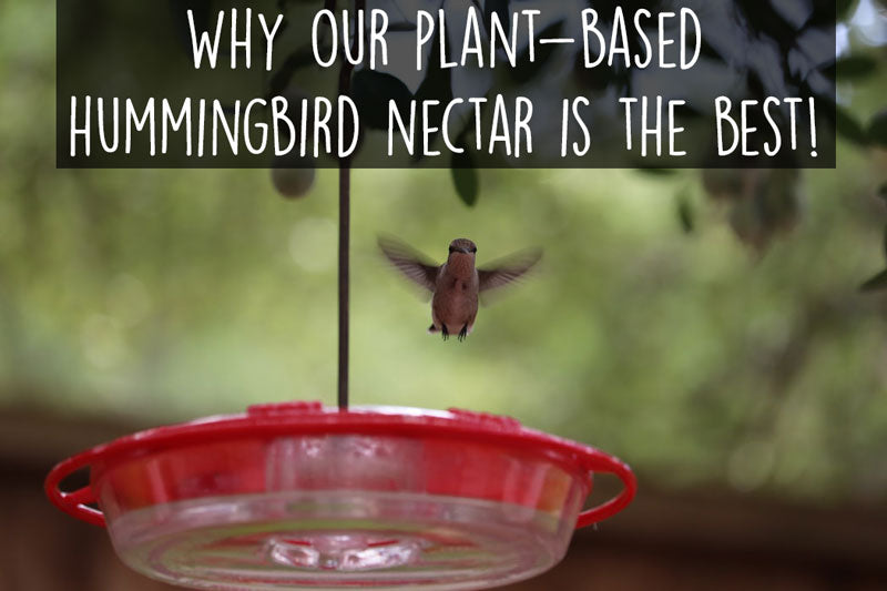 Why Our Plant-Based Hummingbird Nectar is the Best!