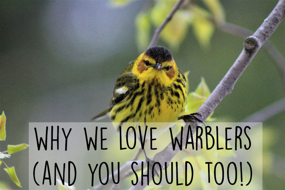 why-love-warblers