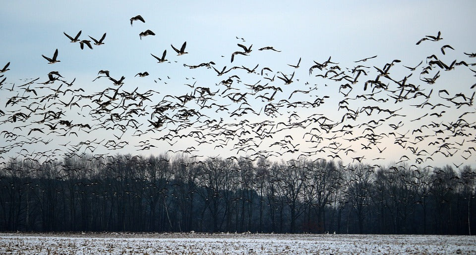 wild-geese-migrating