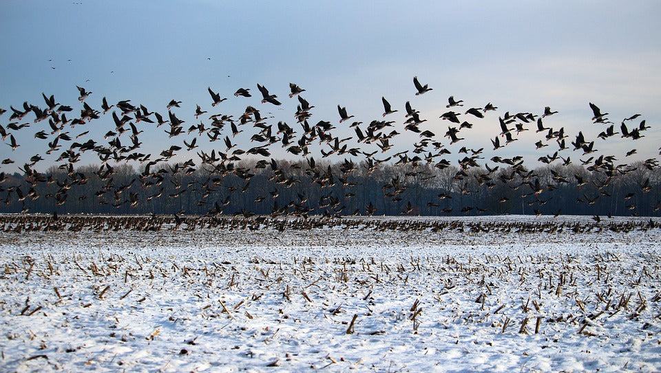 How birds use the sun as a compass