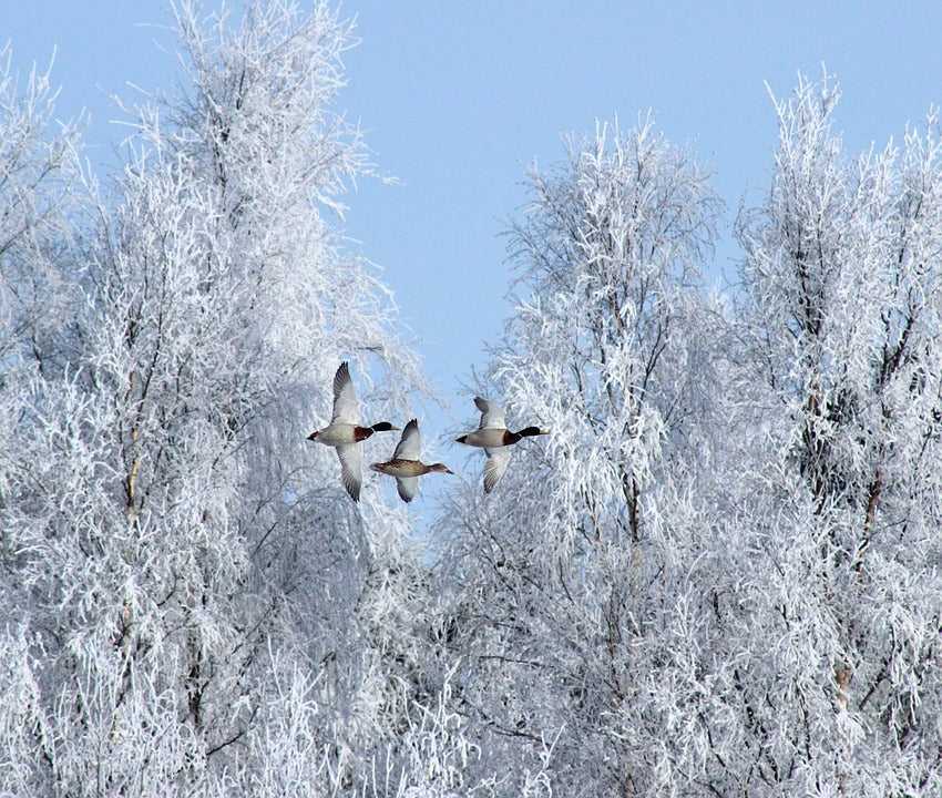 ducks-in-winter