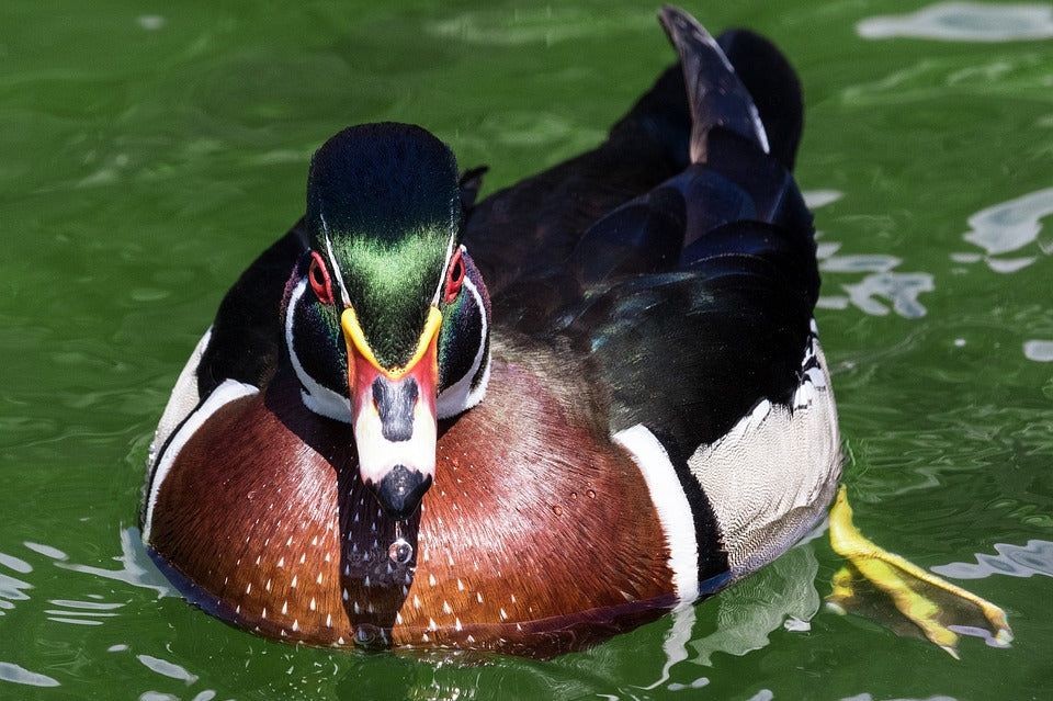 wood-duck
