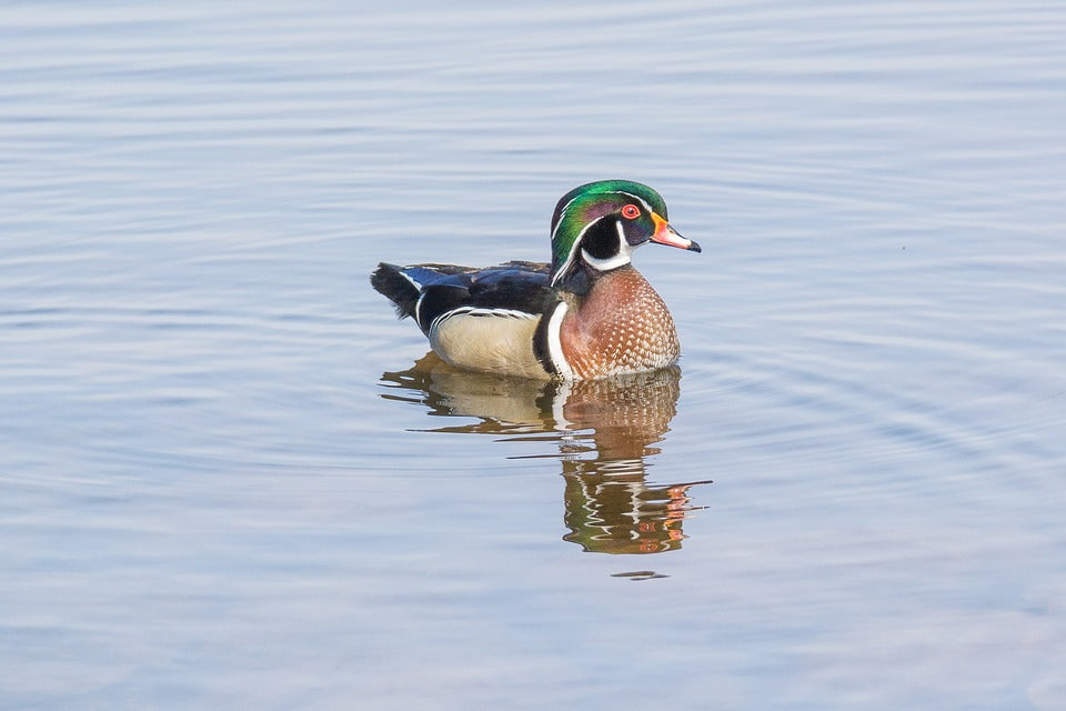 wood-duck