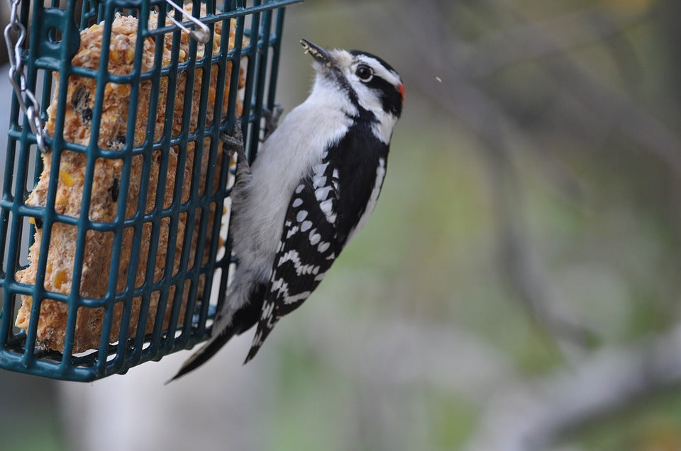 woodpecker-eating-summer-suet