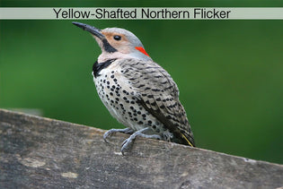  Tips for Identifying Northern Flickers