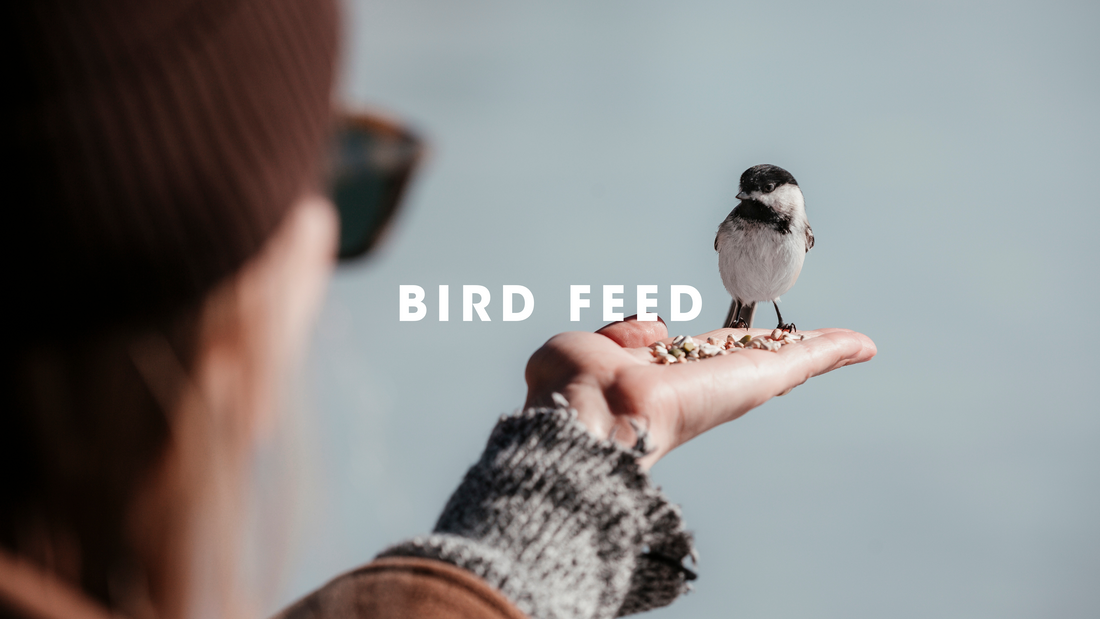  Bird Feed