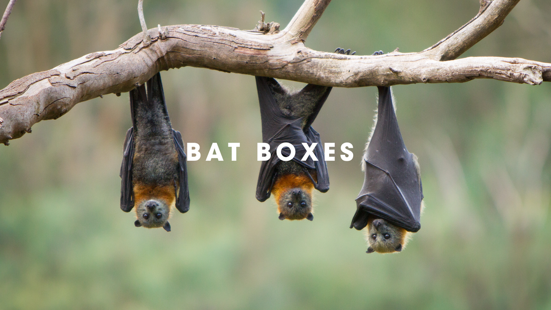  Bat Boxes