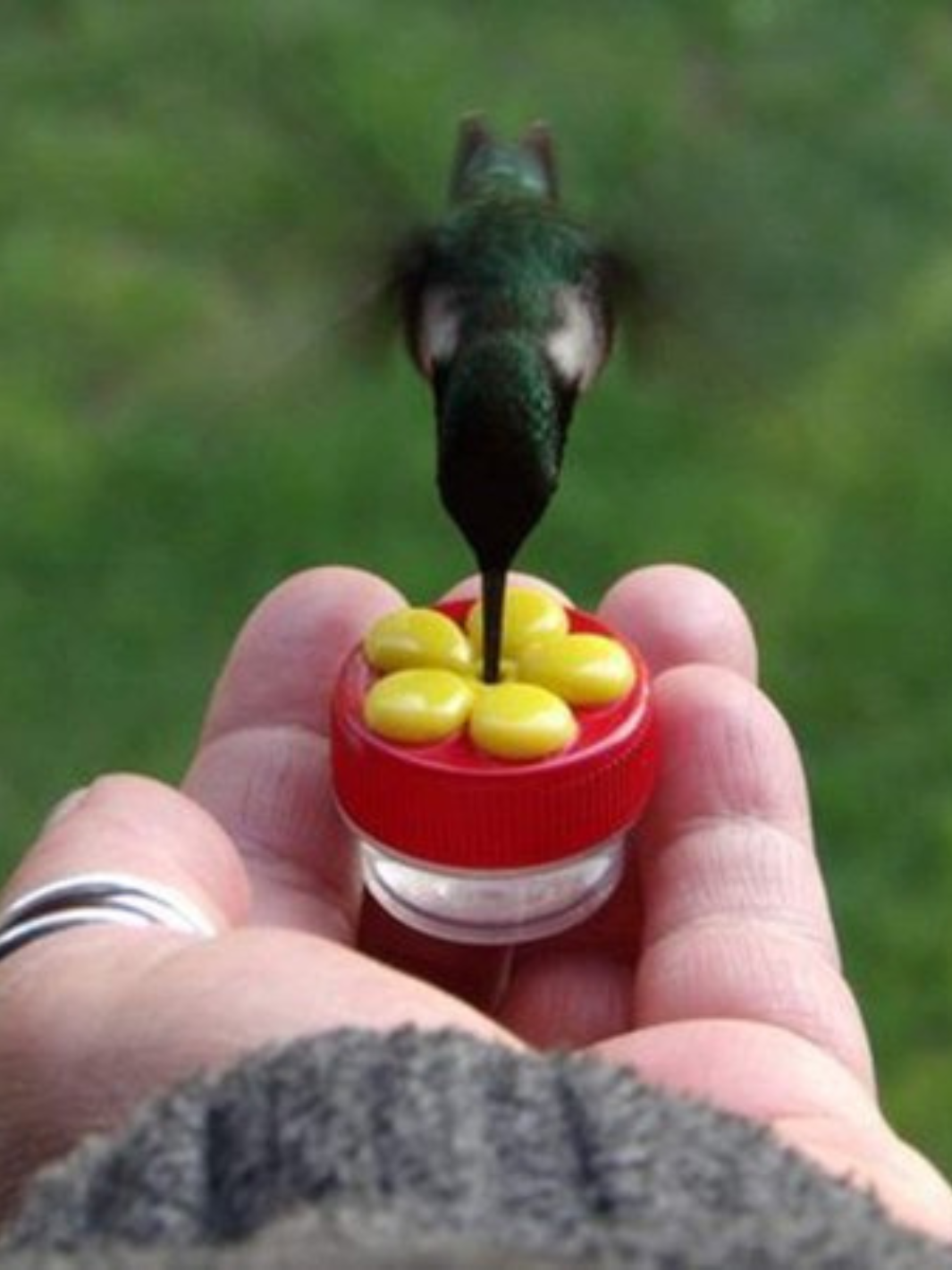 Hand held hummingbird feeder discount