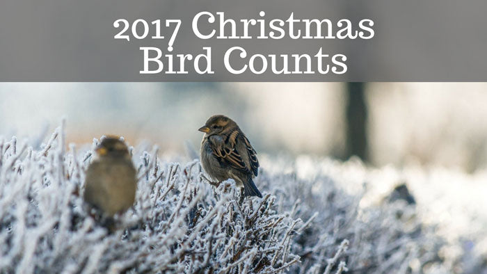 How & Why You Should Join In A Christmas Bird Count This Year ...