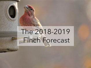  The 2018-19 Winter Finch Forecast