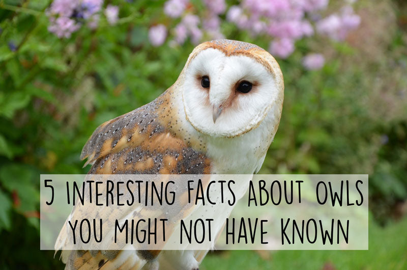5 Interesting Facts About Owls You Might Not Have Known – Gilligallou Bird