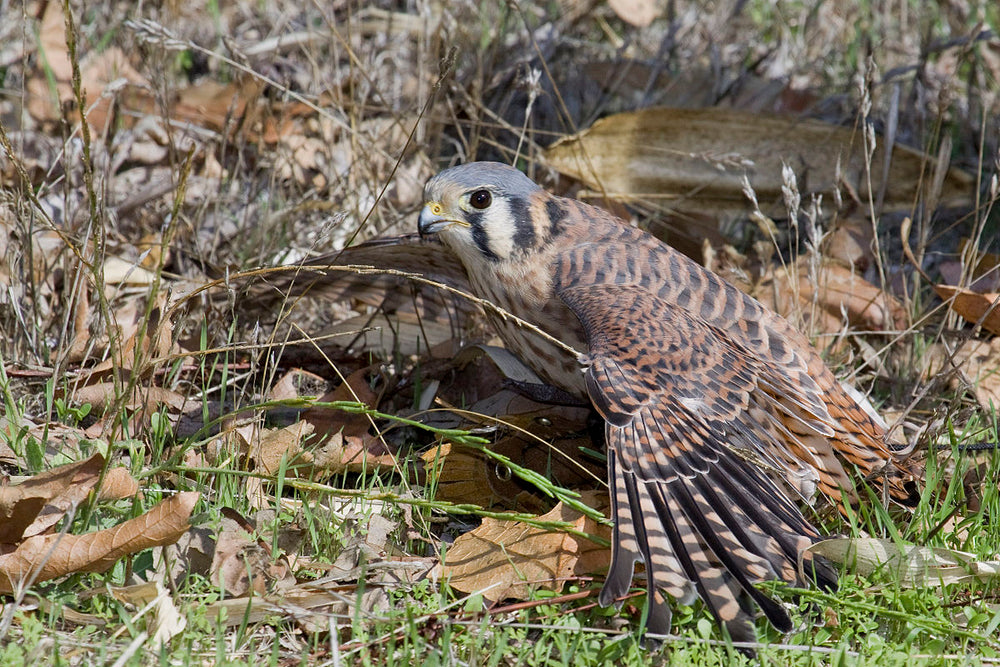 American-kestrel-mantling