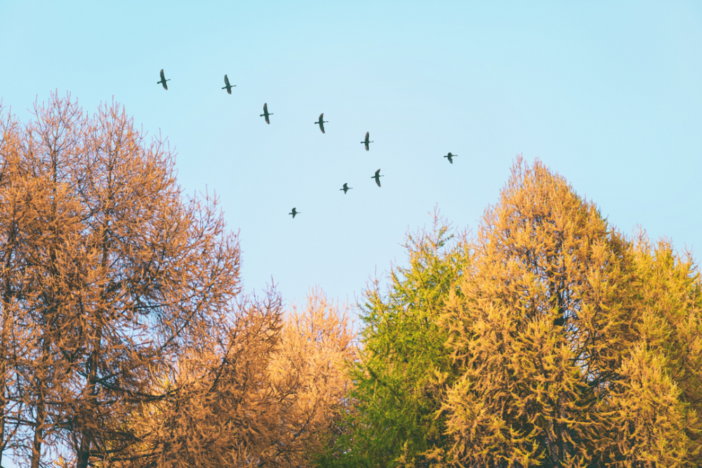 Fall Birdwatching in Ottawa: Cardinal Flocks, Goldfinch Activity, and Hummingbirds