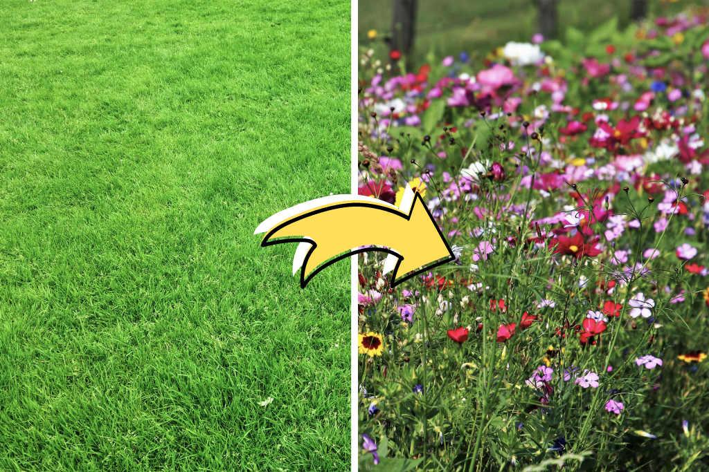 The difference between a turf lawn and a wildflower lawn