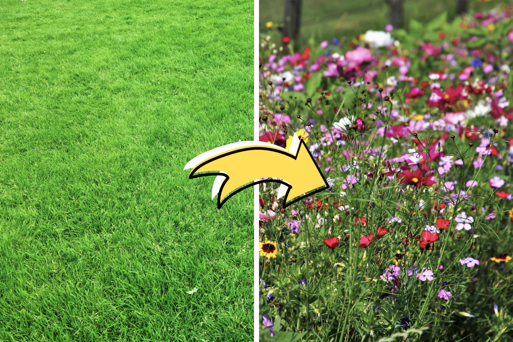 5 Reasons To Plant a Wildflower Lawn – Gilligallou Bird