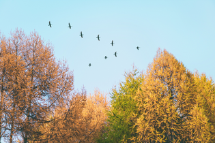  Fall Birdwatching in Ottawa: Cardinal Flocks, Goldfinch Activity, and Hummingbirds